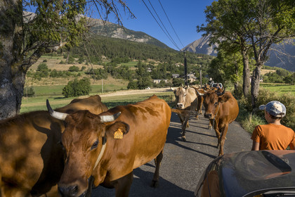 France, Hautes Alpes (05), Chateauroux-les-Alpes, changement de paturage pour ce troupeau de vaches et déplacement sur une route