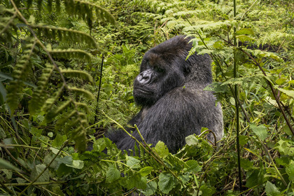 Rwanda, Province du Nord, Parc National des Volcans dans la chaine des Monts Virunga, mont Karisimbi, gorille des montagnes (Gorilla beringei beringei) du groupe Susa, male appelé dos argenté (silverback)