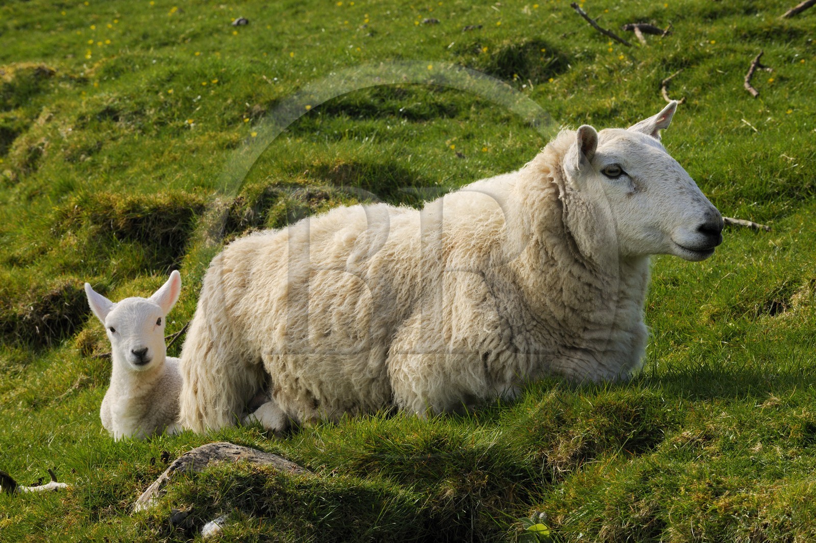 Royaume-Uni, Ecosse, région des Highlands, les Hébrides, île de Skye, mouton et son agneau