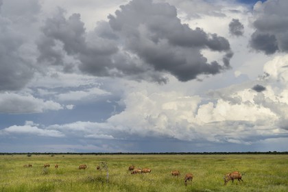 Namibie, région de Oshikoto, Parc National d'Etosha, Bubale roux (Alcelaphus buselaphus)