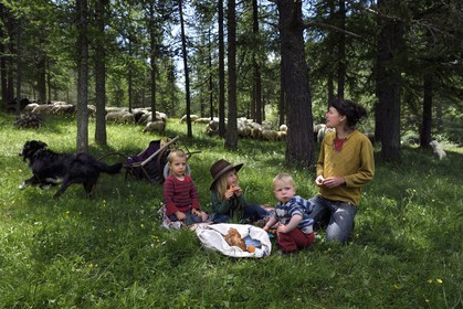 France, Alpes-Maritimes, Roya Valley (Nice hinterland), at the foot of the Mercantour National Park, Tende, Casterine valley towards Casterino, the young breeder of Brigasca sheep Céline Giordano with her three children and her flock