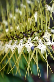 France, Reunion island (French overseas department), Petite-Ile, tropical garden, Brassia Verrucosa orchid , also known as warty brassia
