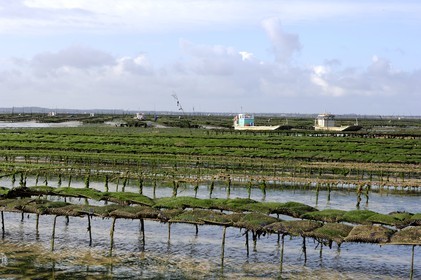 France, Charente-Maritime (17), le bassin Marrennes-Oléron au large de l'Ile d'Oléron, chaland dans les parcs à huîtres