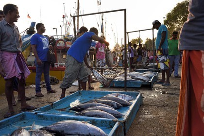 Sri Lanka, Province du Sud, Matara (district), Weligama, port de pêche de Mirissa, pesée et vente de poissons sur le quai au retour de la pêche