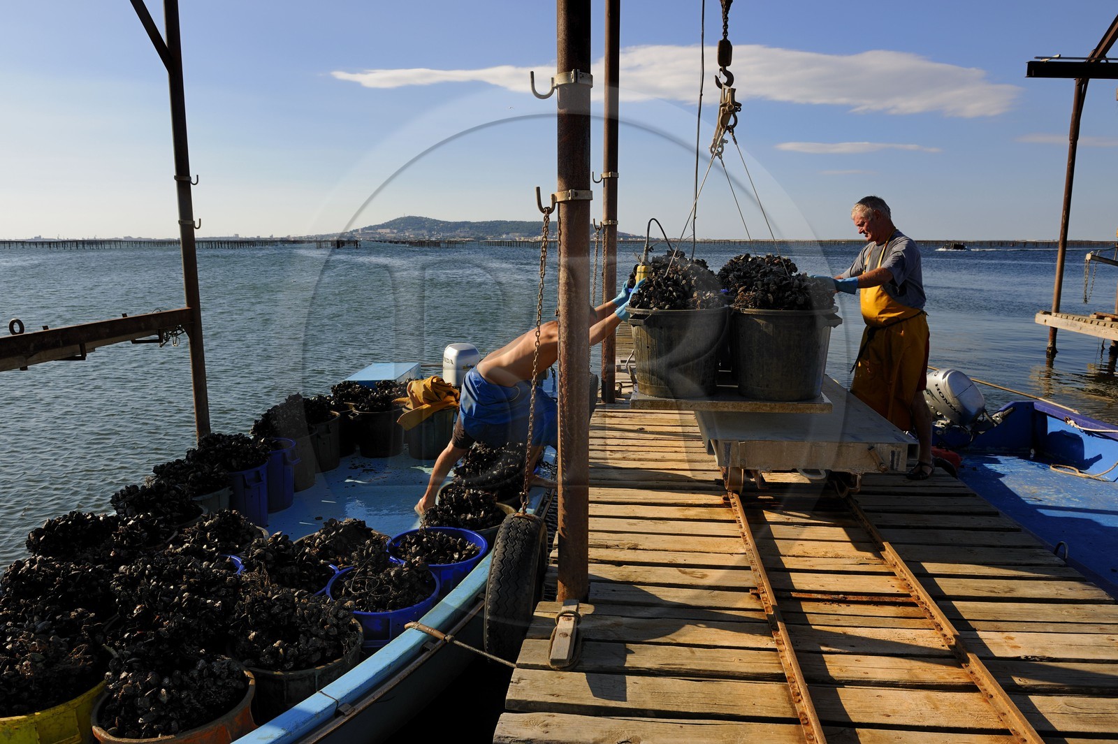 France, Hérault (34), Bouzigues, étang de Thau, exploitation conchylicole de la famille Benezech au lieu dit La Catonnière face au Mont Saint-Clair, déchargement des moules