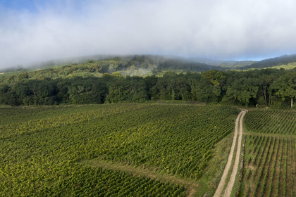 France, Cote d'Or, cultural Landscape of the climates of Burgundy listed as World Heritage by UNESCO, Route des Grands Crus (road of Vintage Wines), vineyard of the Côte de Nuits at Gevrey Chambertin under the early morning mists
