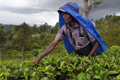 Sri Lanka, Province d'Uva, Bandarawela, cueillette des feuilles dans une plantation de thé