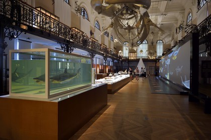 Principauté de Monaco, Monaco, le musée océanographique, la Salle de la Baleine permet de découvrir la collection d'Histoire Naturelle