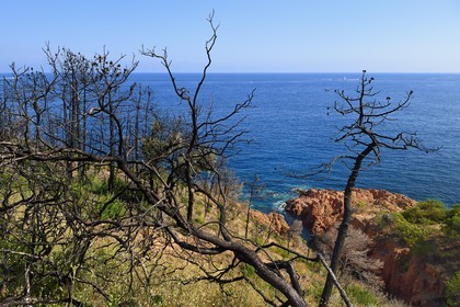 France, Var (83), Agay commune de Saint-Raphaël, massif de l'Estérel, Massif du Cap Roux, la Corniche d'Or, arbres calcinés par les incendies vers la calanque de Saint-Barthélemy