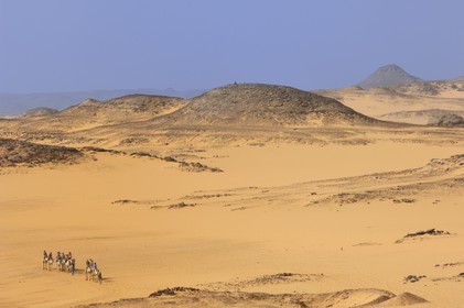 Egypte, Haute Egypte, Lac Nasser, désert de Nubie, site de Ouadi es-Seboua ou vallée des lions, caravane de dromadaires