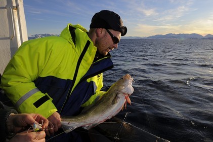 Norvège, Nordland, Iles des Westeralen, région de Myre, pêche d'un cabillaud skrei
