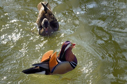 France, Val-de-Marne (94), les bords de Marne, Bry-sur-Marne, canard mandarin (Aix galericulata) mâle au premier plan et femelle en arrière plan