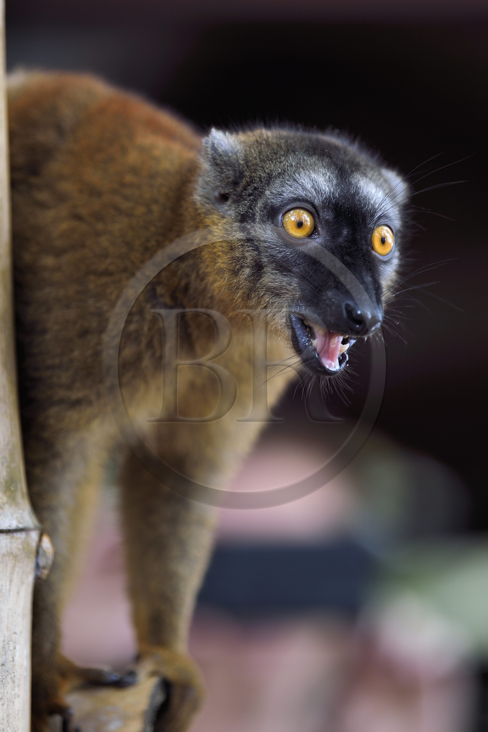France, Ile de Mayotte, Grande-Terre, Kani-Keli, le Jardin Maoré à la plage de N’Gouja, Lémur fauve (Eulemur fulvus mayottensis) appelé aussi maki