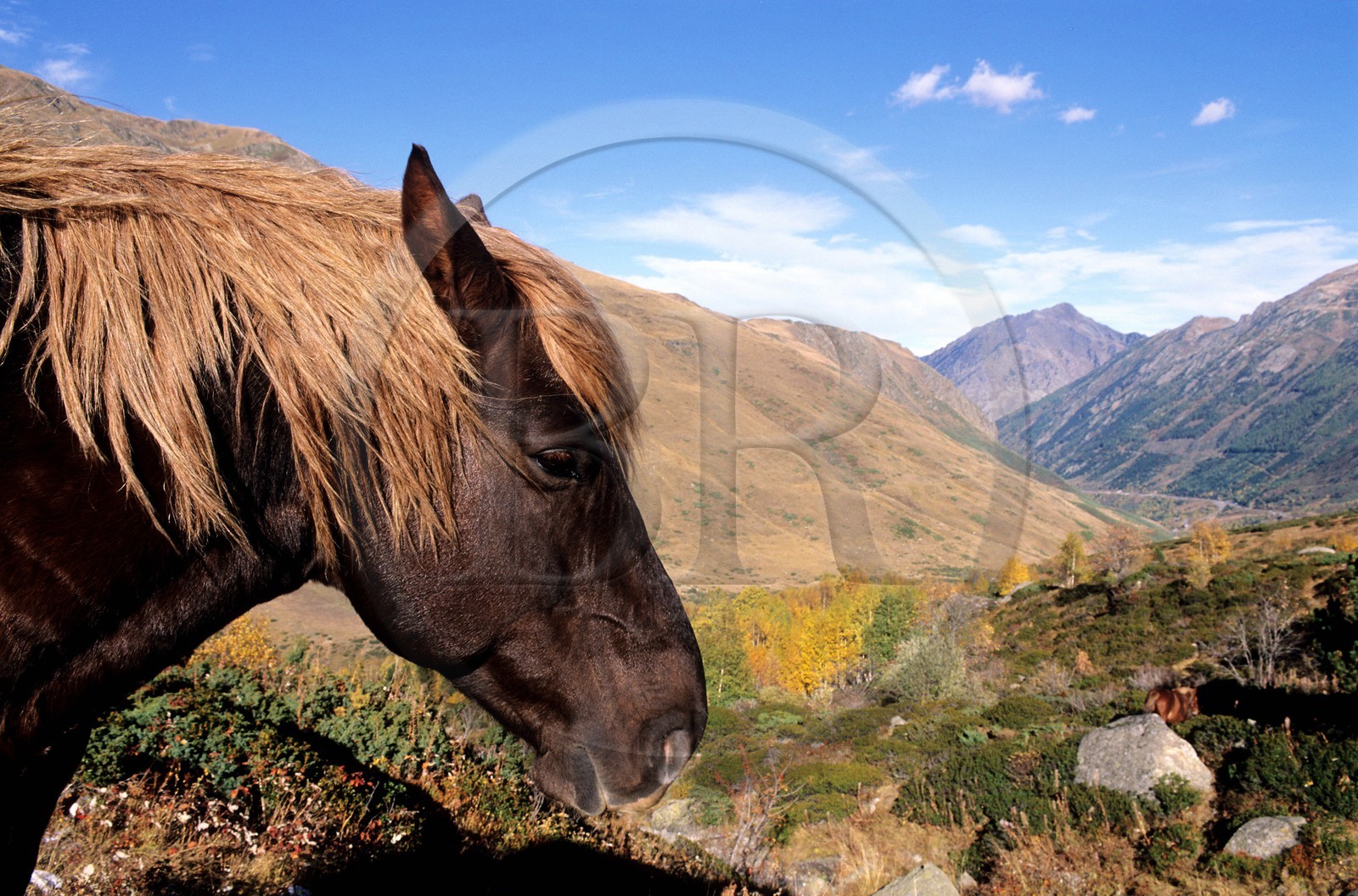 France, Pyrénées-Orientales (66), cheval au bord de le N22 à la frontière d'Andorre dans la Cerdagne