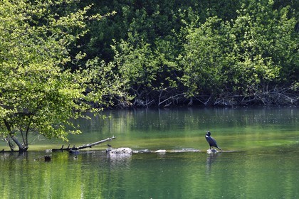 France, Charente (16), Saint-Yrieix-sur-Charente, cormoran sur la Charente