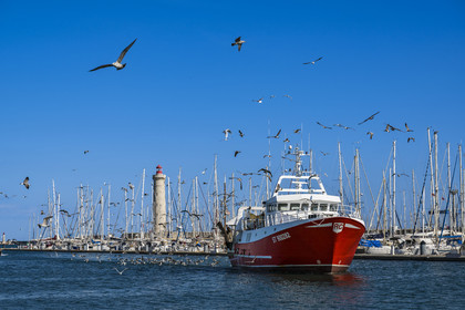 France, Herault, Sete, return of the trawlers from their fishing day followed by their procession of seagulls and the mole Saint-Louis lighthouse in the background