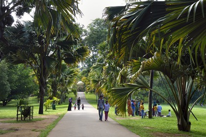 Sri Lanka, center province, Kandy, Peradeniya Botanical Garden, alley lined with coco de Mer or sea coconut (Lodoicea maldivica)