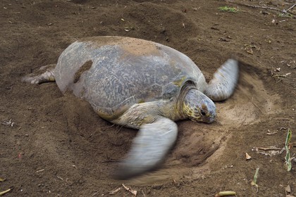 France, Mayotte island (French overseas department), Grande-Terre, Kani-Keli, N’Gouja beach, the Maore Garden, green sea turtle (Chelonia mydas) covering eggs with sand after laying eggs