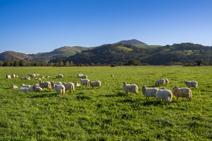 France, Pyrénées-Atlantiques (64), Pays-Basque, Itxassou, troupeau de moutons,  le massif du Mondarrain et de l'Artzamendi en arrière plan