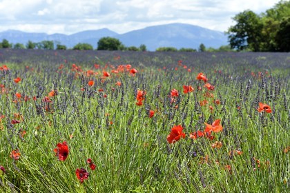 France, Alpes de Haute Provence,  Valensole plateau, red poppy flowers in a field of lavandin (lavender)