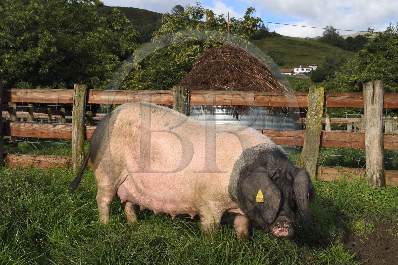 France, Pyrénées-Atlantiques (64), Pays-Basque, vallée des Aldudes, élevage Pierre Oteiza de porcs basques de race pie noir pour la production du jambon Kintoa AOC, cochette (jeune truie)