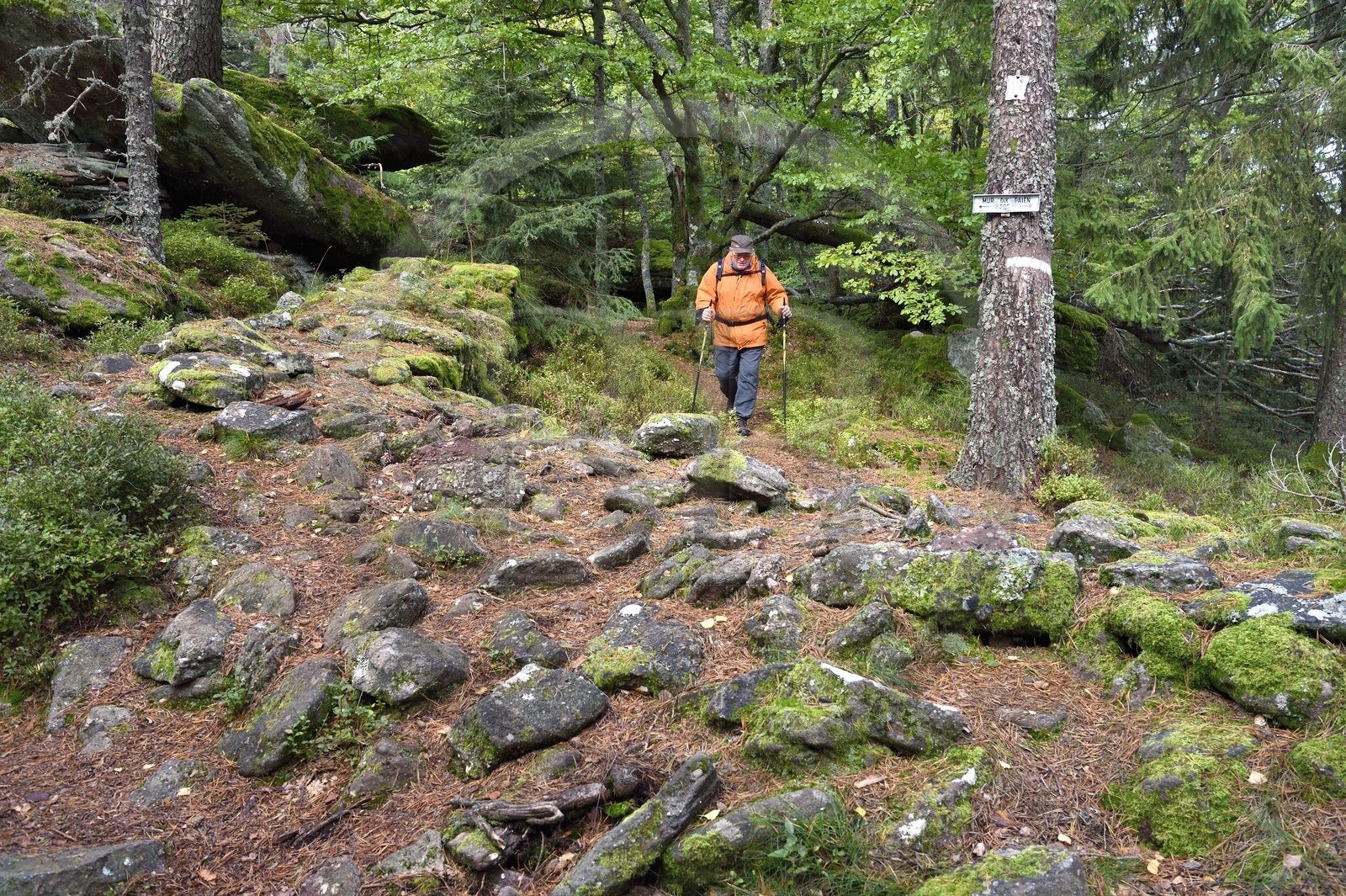 France, Haut Rhin, Thannenkirch, hiking in the Taennchel massif, along the so-called pagan wall and probably dating from medieval times
