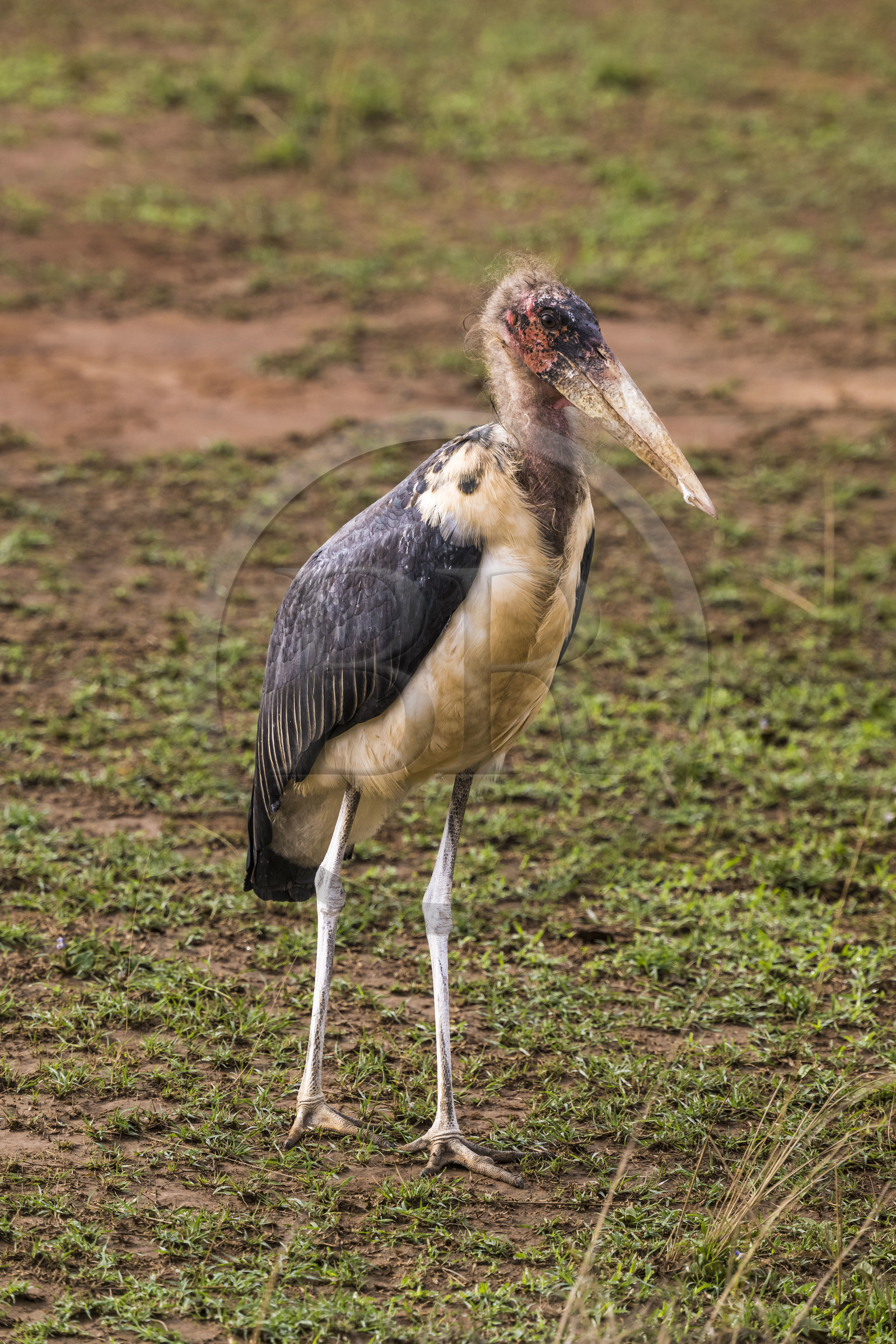 Rwanda, Parc national de l'Akagera, marabout d'Afrique (Leptoptilos crumenifer)