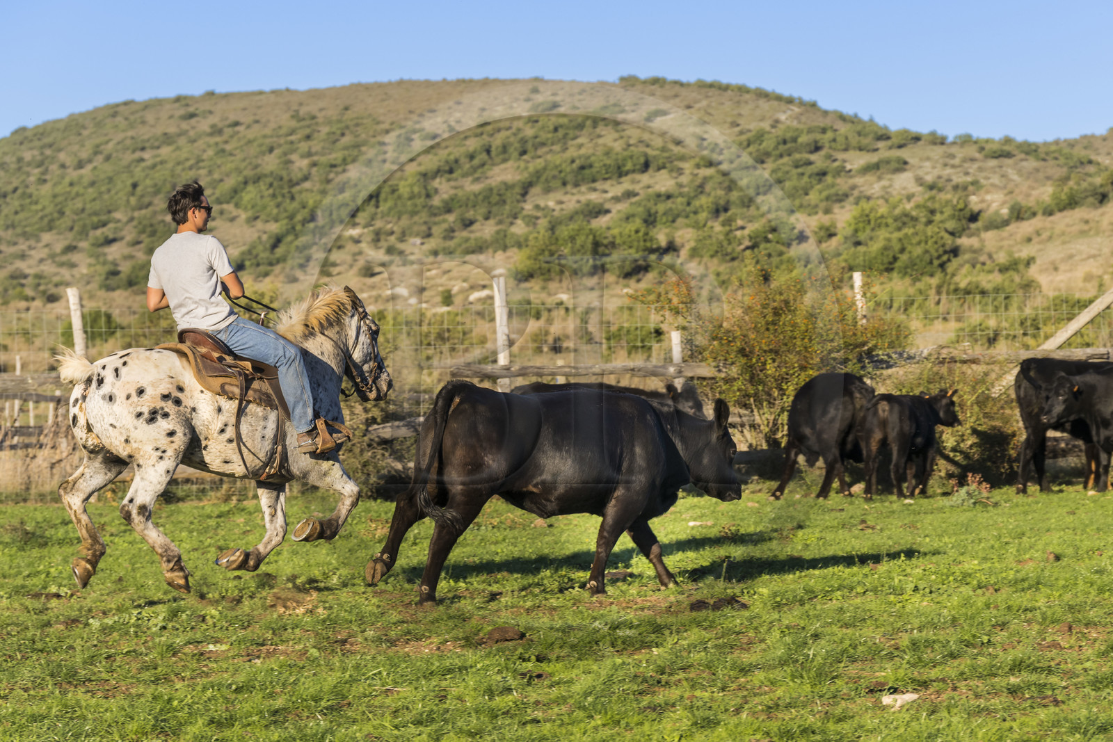 France, Hérault (34), les Causses et les Cévennes, paysage culturel de l'agro-pastoralisme méditerranéen inscrit au Patrimoine Mondial de l'UNESCO, La Vacquerie-et-Saint-Martin-de-Castries, le Mas de Cisco, Julian et son frère Charlie Amposta s'entrainant à diriger les vaches de leur troupeau