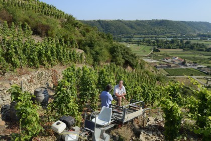 France, Rhône (69), Parc Naturel Régional du Pilat, Ampuis, vignoble AOC Côte Rôtie du domaine de Gilles Barge dominant la vallée du Rhône, monorail à crémaillère unique en France et destiné aux vendanges sur ces terres extrêmement pentues, coteaux organisés en terrasses soutenues par des murets de pierres sèches appelés chaillées