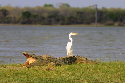 Tanzania, Selous Game Reserve is one of the largest fauna reserves of the world and designated a UNESCO World Heritage Site in 1982, Nile crocodile (Crocodylus niloticus) and heron on the lake Nzerakera from the Rufiji river