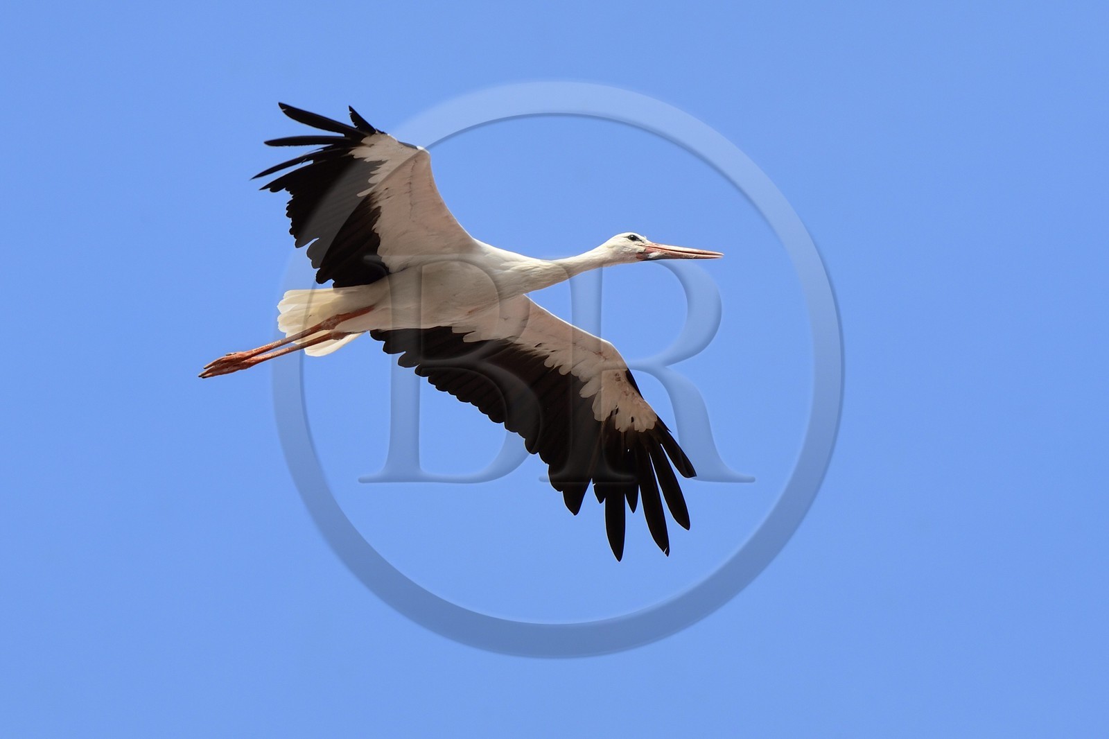 France, Haut-Rhin (68), Eguisheim, cigogne