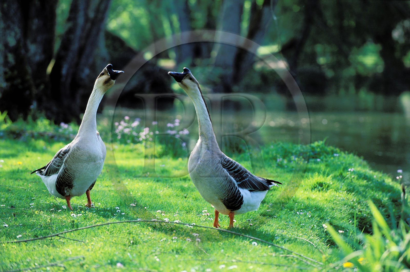 France, Haute-Saône (70), village de Gray, parc de l'hôtel restaurant du château de Rigny
