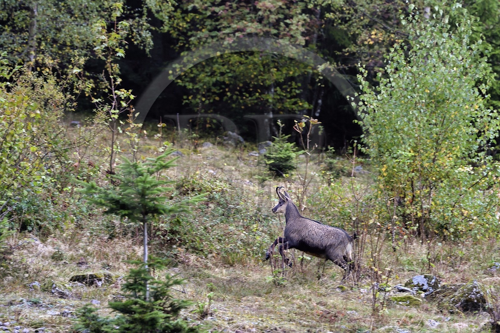 France, Haut-Rhin (68), Parc naturel régional des ballons des Vosges, Storckensohn, montagne de La Tête des Perches, la chaume de Gazon vert, jeune male chamois (Rupicapra rupicapra)