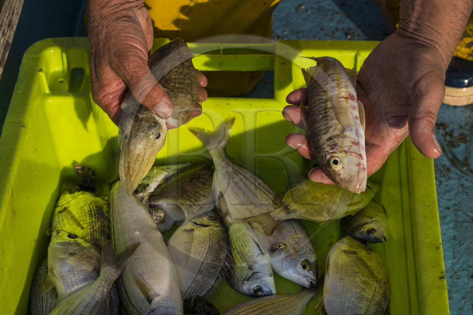 France, Hérault (34), Sète, quartier de la Pointe Courte, le pêcheur Robert Rumeau relève ses filets sur l'étang de Thau, une seiche parmi les poissons