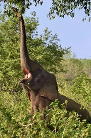 Sri Lanka, Uva Province, Udawalawe National Park, Asian elephant (Elephas maximus)