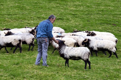 France, Pyrenees Atlantiques, Basque Country, Aldudes valley, Urepel, the manech black head sheep breeder Jean-Bernard Etchebarren