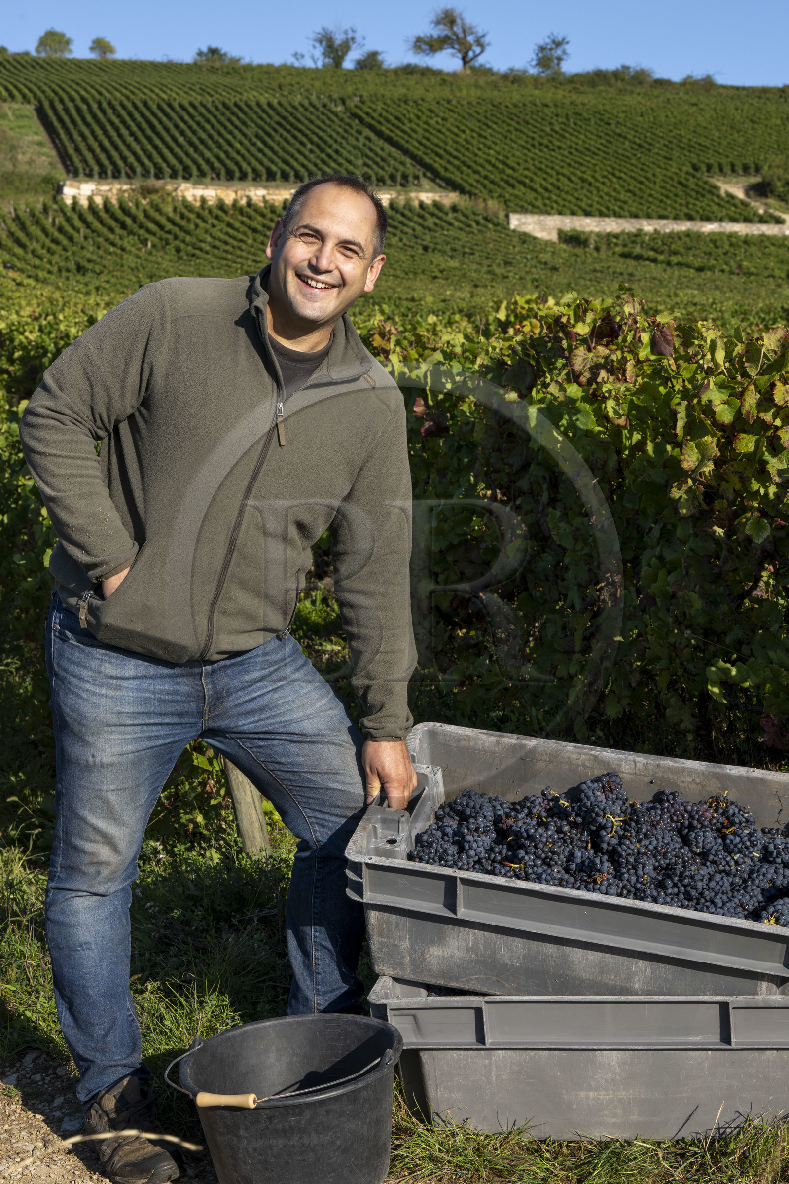 France, Côte-d'Or (21), les climats de Bourgogne classés Patrimoine Mondial de l'UNESCO, Route des Grands Crus, vignoble de la Côte de Beaune, Volnay, vendanges dans les vignes du domaine Cluzeaud Volnay 1er Cru Pitures à partir du cépage Pinot noir, Jean baptiste Cluzeaud