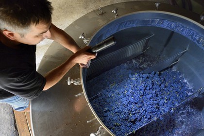 France, Bas-Rhin (67), Route des Vins d'Alsace, Mittelbergheim, labellisé Les Plus Beaux Villages de France, Jean Pierre Rietsch regardant les grappes de Pinot Noir dans la cuve de macération