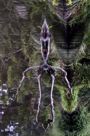 Gabon, province de Ogooué- Maritime, Parc National du Loango, site de Akaka dans la lagune du Fernan Vaz (Nkomi), l'esprit de la Forêt