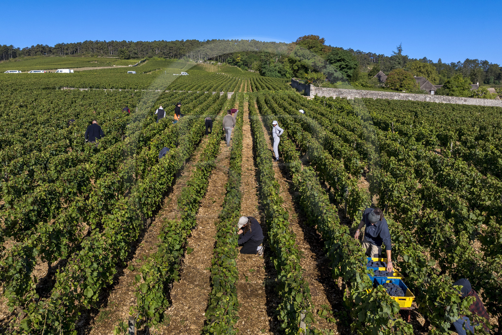 France, Côte-d'Or (21), les climats de Bourgogne classés Patrimoine Mondial de l'UNESCO, Route des Grands Crus, vignoble de la Côte de Beaune, Volnay, vendanges dans la parcelle de Taille-Pieds appartenant aux Hospices de Beaune qui servent à produire un Volnay 1er Cru cuvée Blondeau et cuvée Muteau à partir du cépage Pinot noir (vue aérienne)