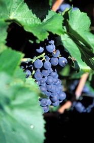 France, Haut Rhin, bunch of grapes