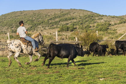 France, Hérault (34), les Causses et les Cévennes, paysage culturel de l'agro-pastoralisme méditerranéen inscrit au Patrimoine Mondial de l'UNESCO, La Vacquerie-et-Saint-Martin-de-Castries, le Mas de Cisco, Julian et son frère Charlie Amposta s'entrainant à diriger les vaches de leur troupeau