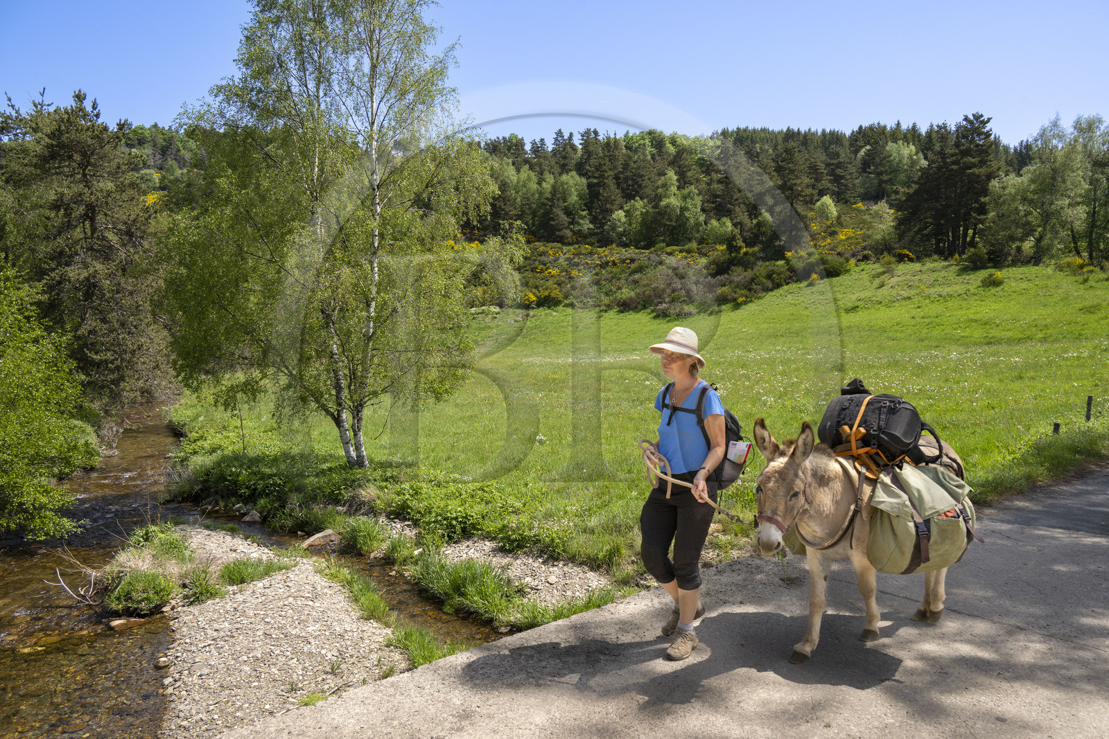 France, Lozère (48), Cheylard-l'Evêque, randonnée avec un âne sur le chemin de Stevenson (GR 70), traversée de la rivière Le Langouyrou