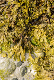 France, Finistère, Iroise Sea, Molene archipelago, Quemenes Island, algae on the foreshore at low tide including black seaweed (Ascophyllum nodosum)