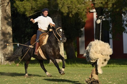 Argentine, province de Buenos Aires, San Antonio de Areco, estancia La Bamba de Areco, gaucho faisant une démonstration de l'usage des bolas (ou boleadoras) destinées à capturer les animaux en entravant leurs pattes