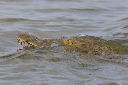 Tanzania, Selous Game Reserve is one of the largest fauna reserves of the world and designated a UNESCO World Heritage Site in 1982, Nile crocodile (Crocodylus niloticus) on the lake Nzerakera from the Rufiji river