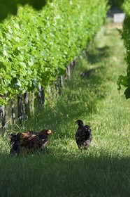 France, Bas Rhin, the Alsace Wine Route, Traenheim, Wine estate MULLER Charles & Fils, chicken implantation tests in the vineyards to allow organic maintenance