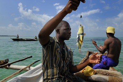 Tanzania, Zanzibar Archipelago, Unguja island (Zanzibar), east coast, Chwaka Bay around Michamvi, angling a Lagoon triggerfish (Rhinecanthus aculeatus) from a dhow (traditional Arab sailing vessel)