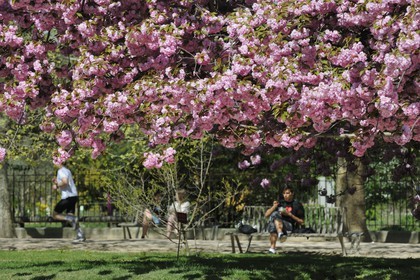 France, Paris (75), le jardin des plantes, cerisier japonais en fleurs