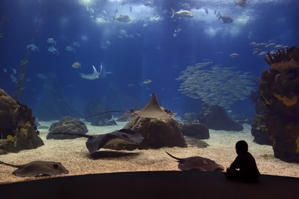 Portugal, Lisbon, Parque das Nações (Nations' Park) built for the Universal Expo 98 World Exhibition, Oceanário (Oceanarium), aquarium